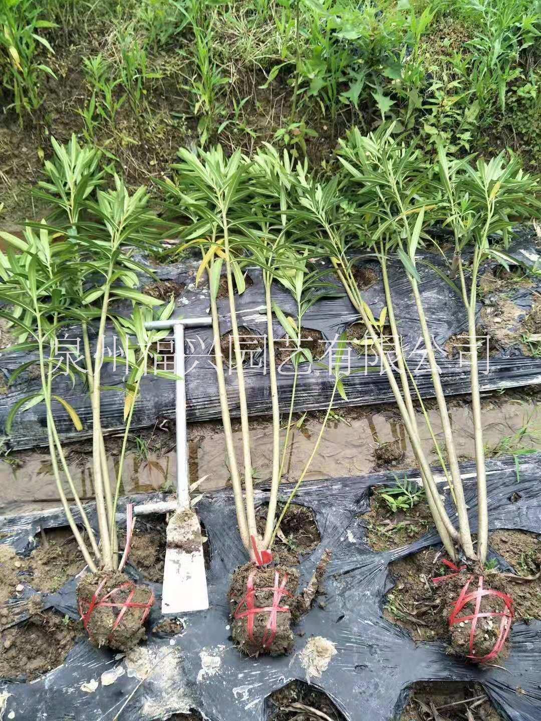 福建夹竹桃种植基