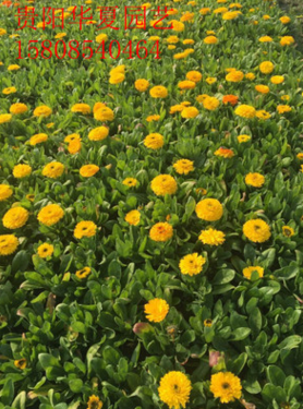 厂家直销金盏菊金盏花耐寒景观庭院阳台盆栽四季绿化花卉草花