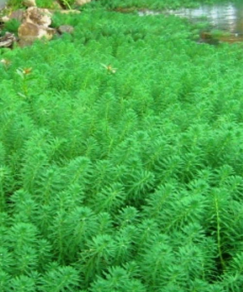 环保植物花卉种植