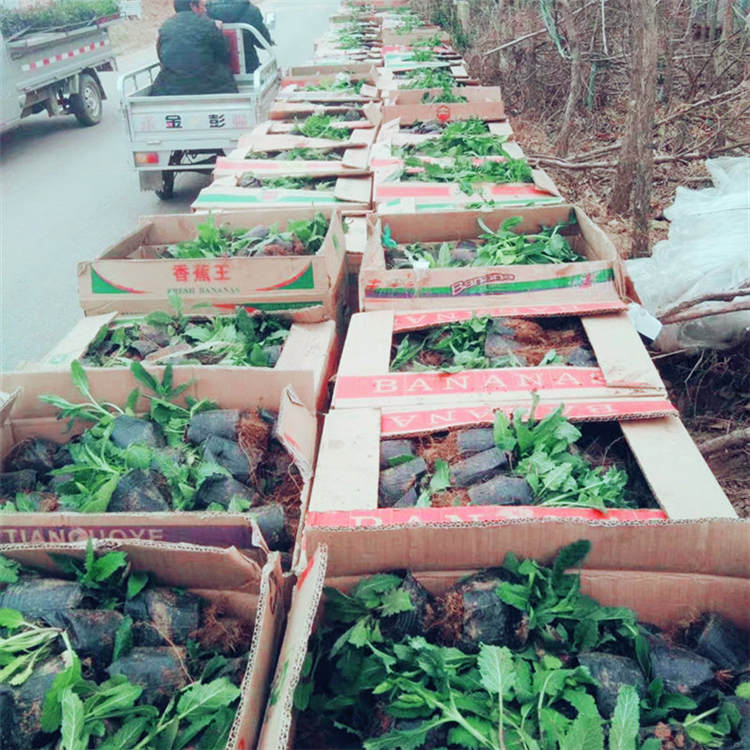 地被植物宿根花卉射干花苗 山东春泥 便宜的射干上车价