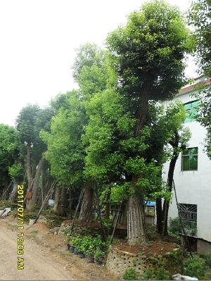 <-><->供应藤本植物**批发商 藤本植物种植基地 藤本植物**新报价