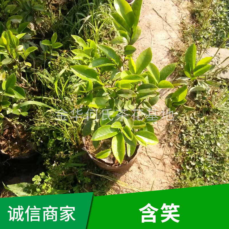 含笑树 含笑种植基地 含笑树批发