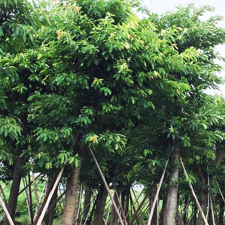 广东揭阳优质大叶榕基地直销  大叶榕盆景怎么养