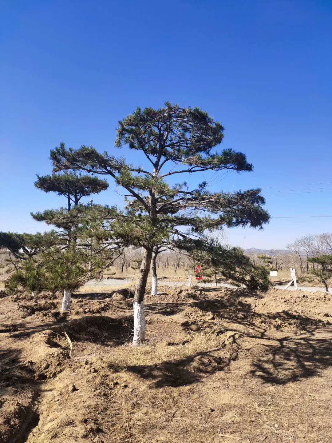 内蒙古赤峰内蒙古包头盆景造型松种植基地-批发价格-优质产地【赤峰敖汉造型松基地】