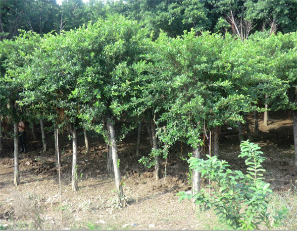 福建漳州小叶榕地苗 四川小叶榕 供应小叶榕 小叶榕哪里买 景观榕树批发