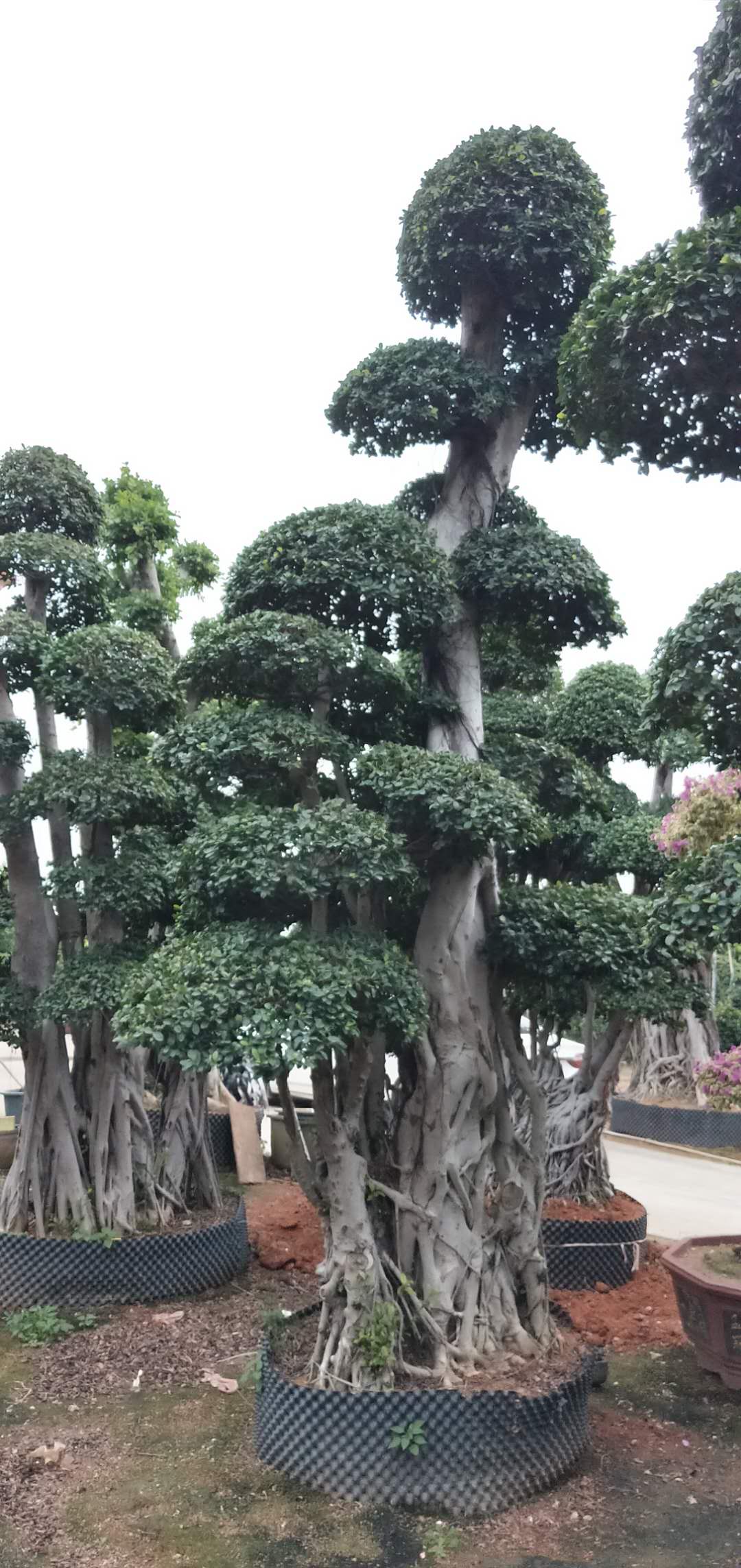 福建榕树 榕树批发 榕树批发价格 福建榕树批发价格 榕树种植基地 福建榕树哪家好 漳州榕树哪家好 榕树供应商 榕树报价