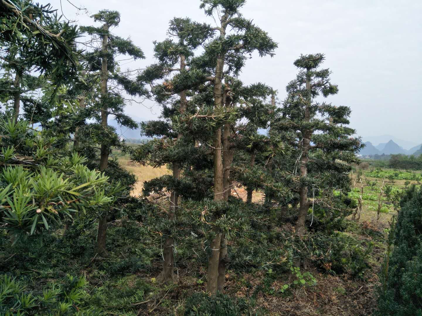 造型罗汉松 罗汉松桩景 自然罗汉松树 小叶罗汉松 乔木