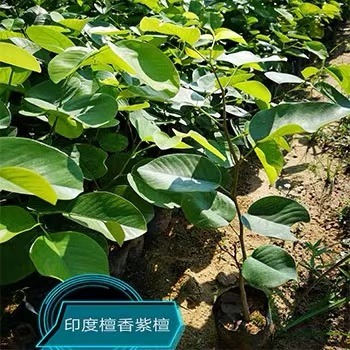 广东广州印度檀香紫檀苗 正宗檀香紫檀树苗基地 珍稀树种盆景苗