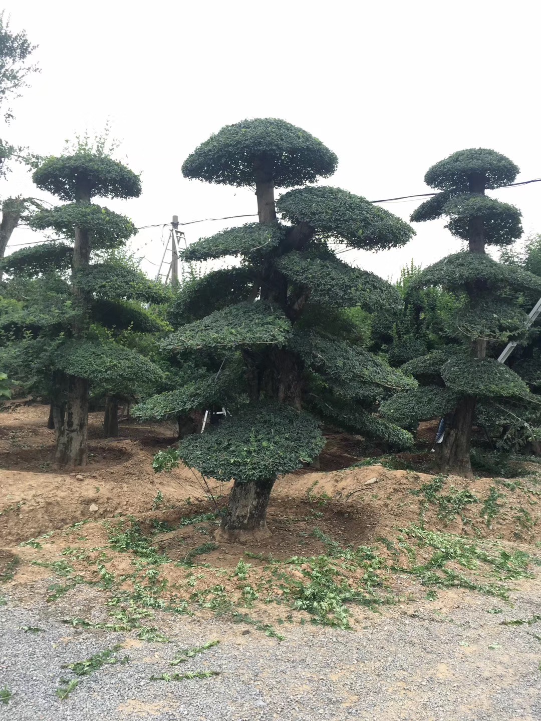 供应京山对节白蜡盆景价格对节白蜡厂家