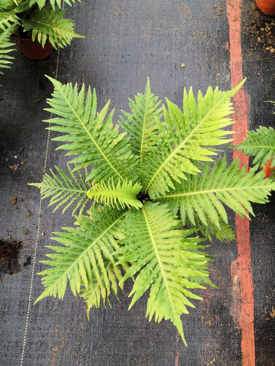 观叶植物富贵蕨盆