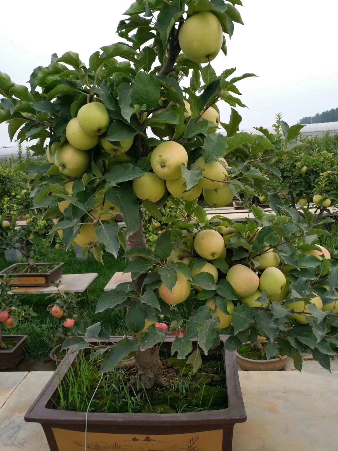 盆栽苹果批发 盆