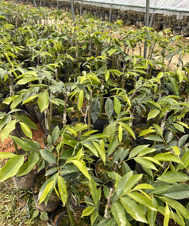 广东茂名奇楠盘栽盆景，基地批发正宗奇楠沉香树苗【茂名市树上宝沉香文化产业有限公司】