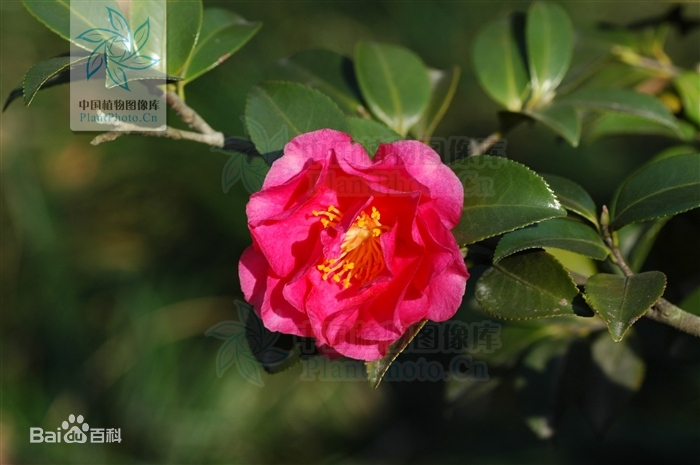 云南宜良茶梅花种植基地批发价格 云南茶梅花