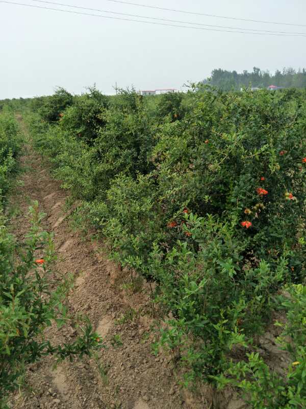 广东广东石榴树、石榴树盆景、富农石榴(优质商家)