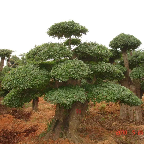 对节白蜡盆景树桩-对节白蜡盆景树桩公司-红宇园林(推荐商家)