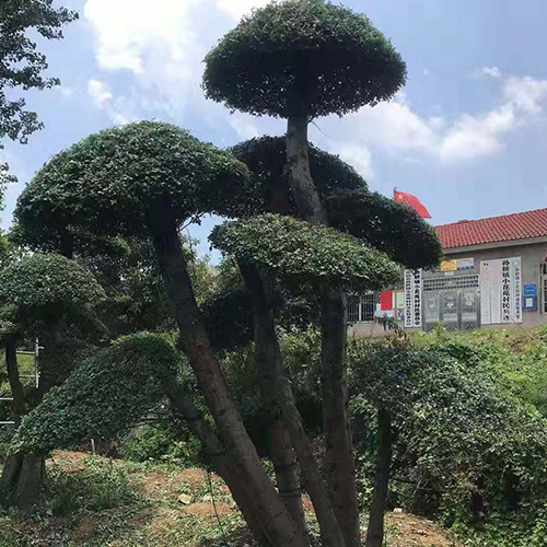 京山亚太盆景厂家