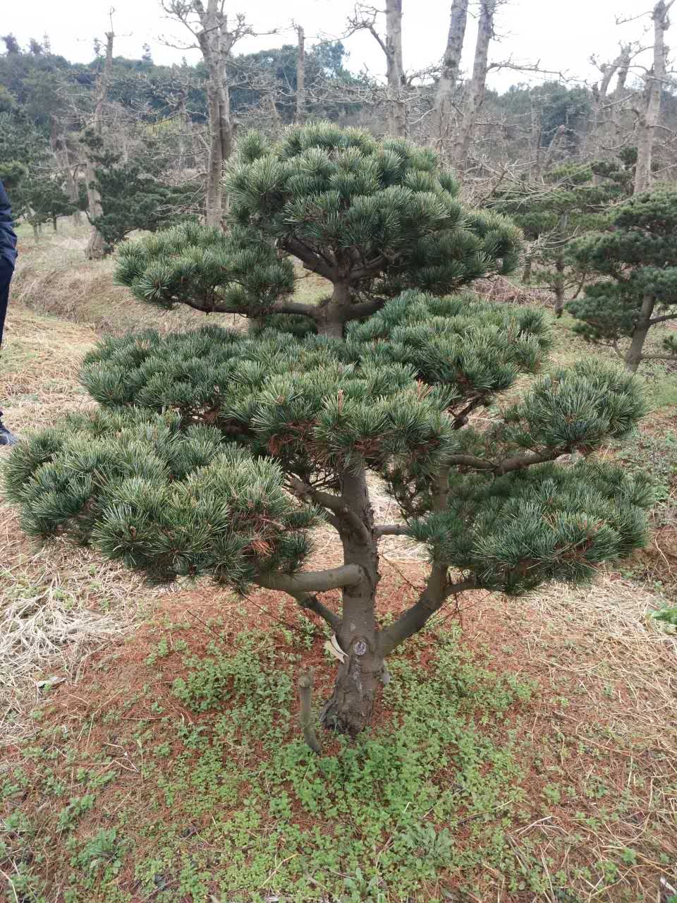 湖南安化县五针松树苗销售各种园林盆景种植