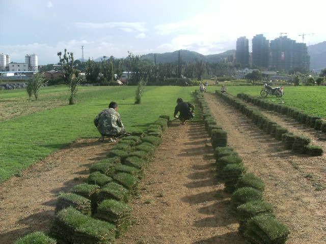 福州 马尼拉草坪