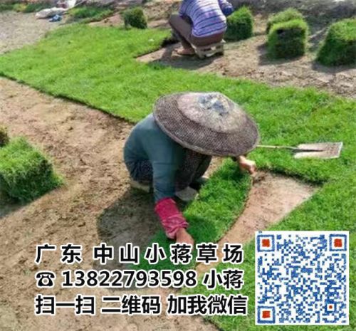 广东中山广东江门兰引三号草基地-深圳兰引三号草价格-惠州兰引三号草皮批发/厂家报价