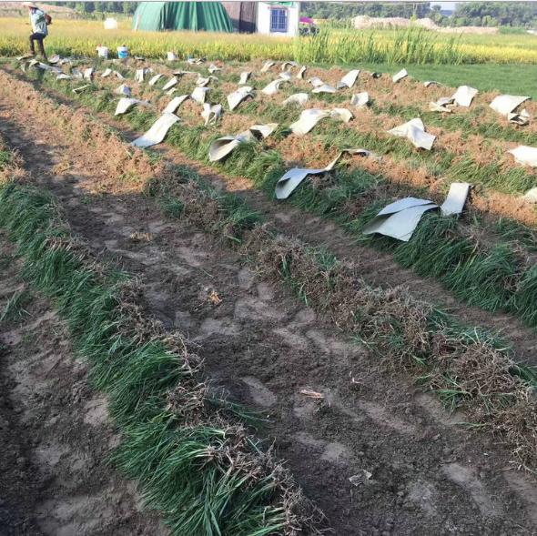 浙江杭州草坪厂家 泥培 地被植物 耐践踏新型 【杭州萧山致力花卉经营部 】