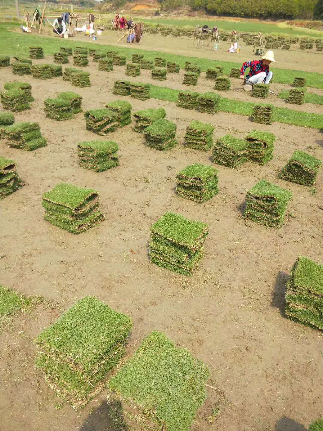 湖南株洲曹红生郴州马尼拉草坪马尼拉草块批发  供应马尼拉草块  马尼拉草块销售  马尼拉草块价格 马尼拉报价  马尼拉草块