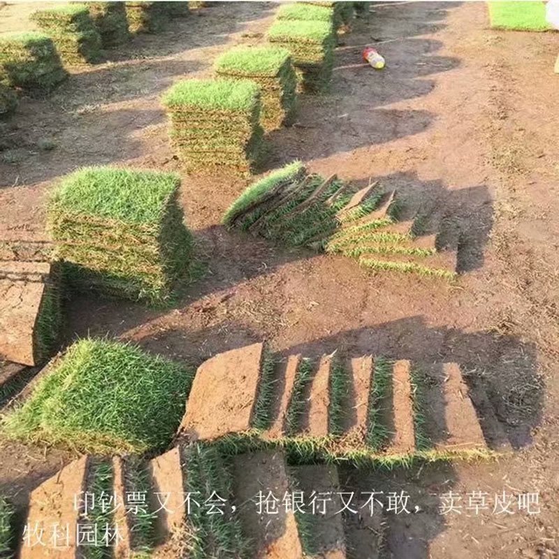 湖南永州湖南带土草坪批发基地 哪家价格便宜，马尼拉草皮  带土马尼拉草皮