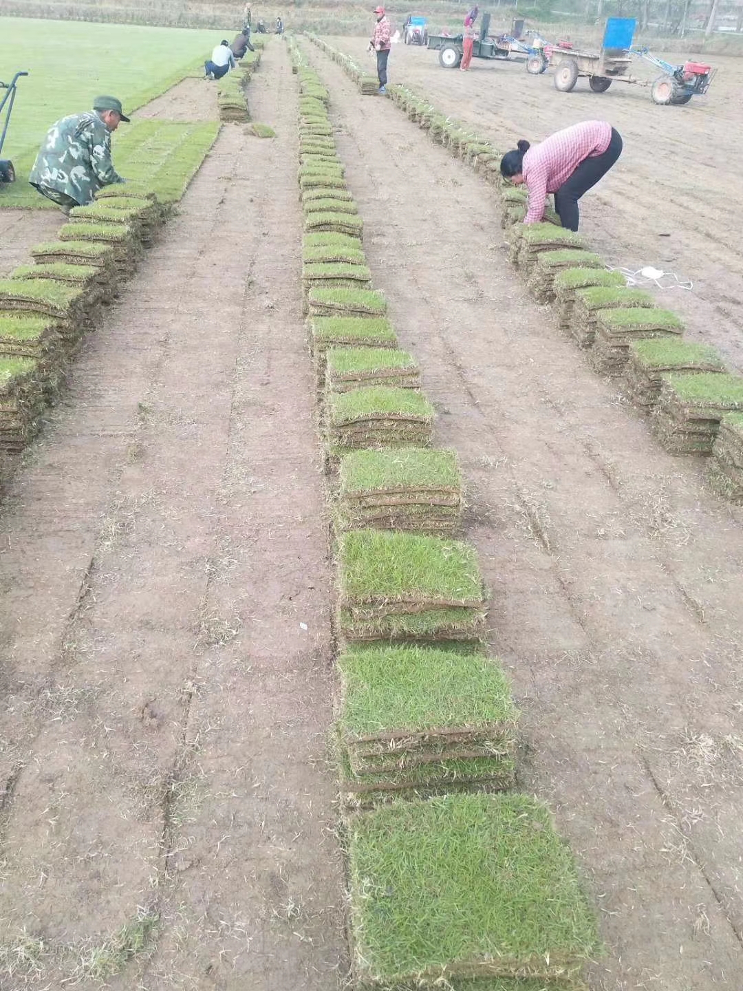 安徽滁州安徽滁州矮生百慕大草坪种植基地-草坪种植报价优质供应