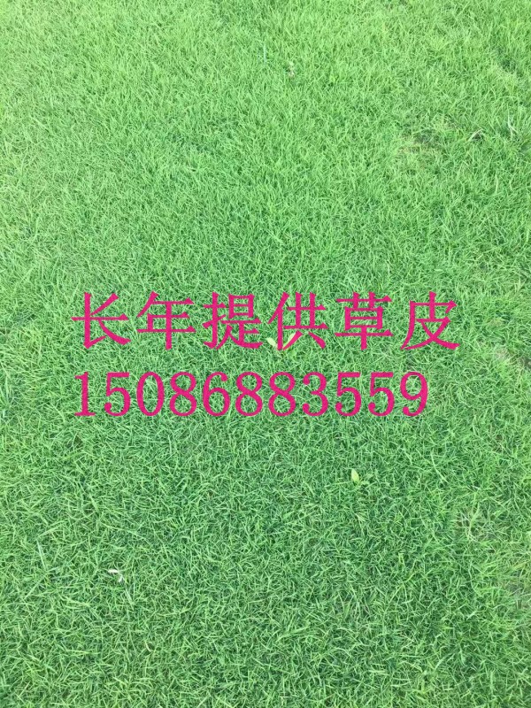 重庆草皮价格成都