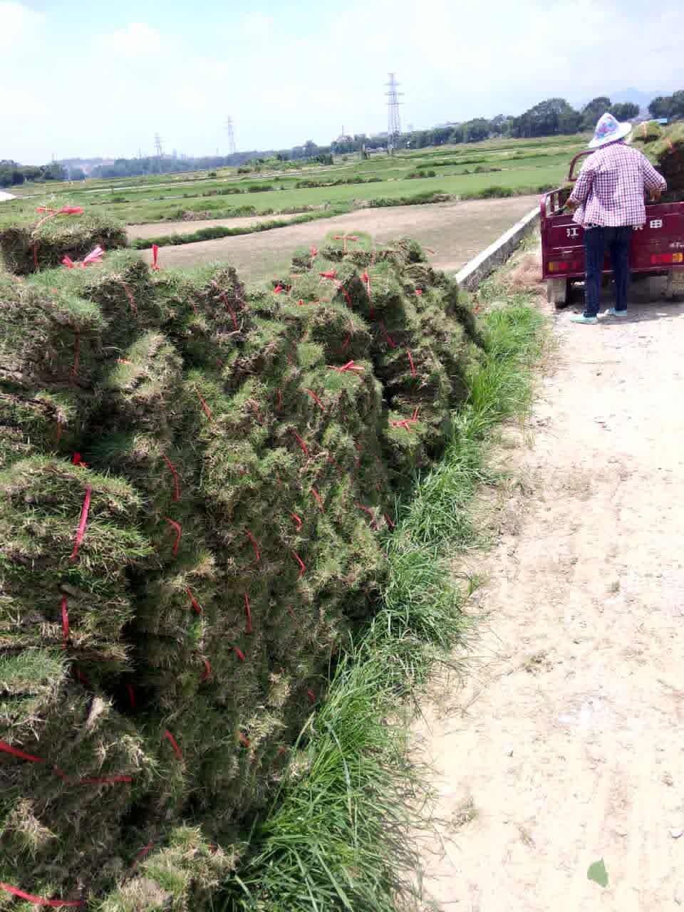 广西草皮|南宁草皮|宾阳草皮|南宁草场 广西草坪