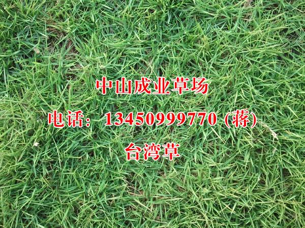 广东台湾草、种植、基地、批发价格【广东成业草坪种植基地】