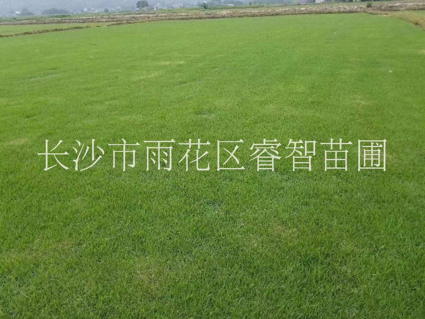 长沙市优质草皮价格 专业种植草坪 足球场专用草坪批发