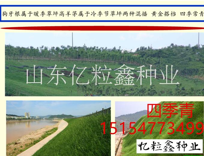 <-><->河北省唐山市护坡草种都有什么