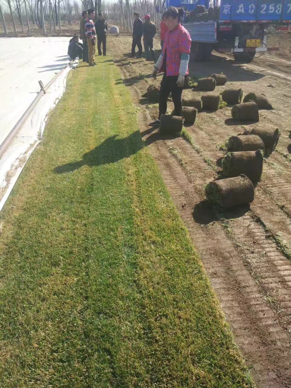 草坪马尼拉草皮地毯草草皮耐寒耐践