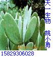 供应仙人掌提取物CACTUSP.E.