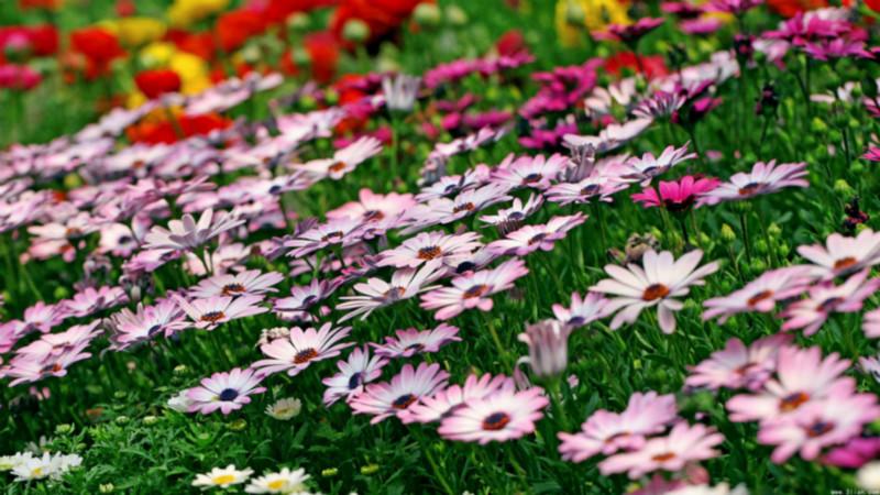 供应宿根花卉,辽宁大量草花地被、东北宿根花卉、低价供应宿根花卉