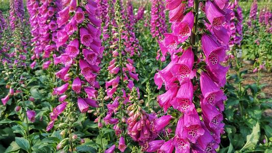 青州宿根草花毛地黄基地 青州时令草花基地批发价格 -城市绿化景观用花【青州市林益源苗木专业合作社】