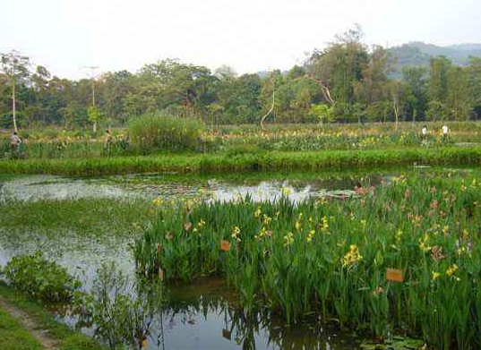 河北邢台水生植物厂家基地  水生植物地址  水生植物哪家好 广东水生植物