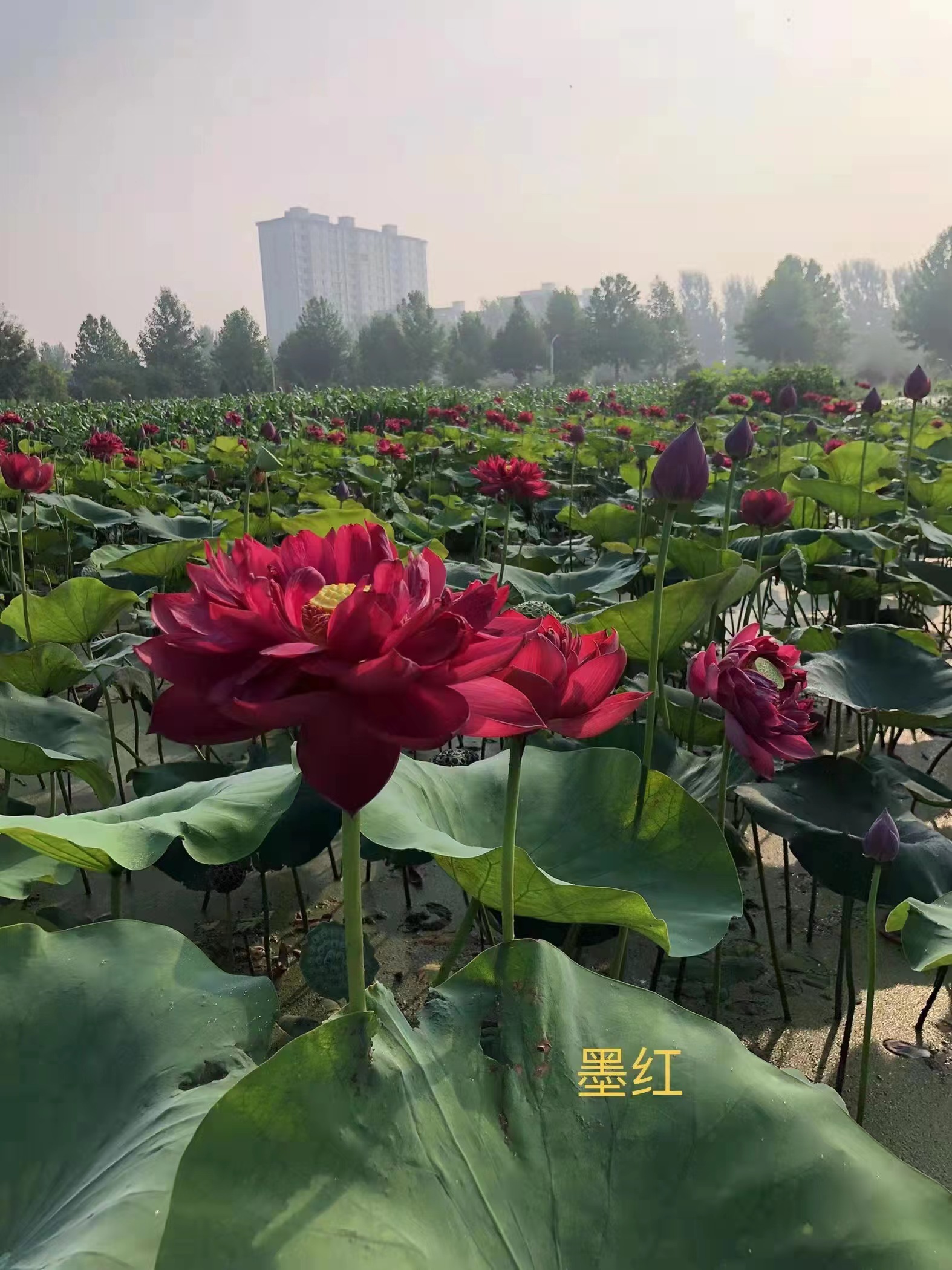 河北邢台荷花批发荷花苗 河北白洋淀荷花供应商 河北白洋淀荷花批发供应商