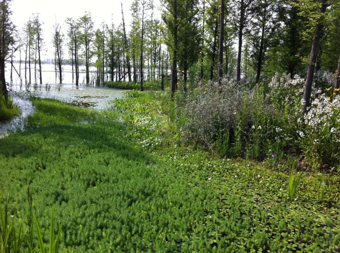 立体绿化、黄山水生植物、华州环境工程