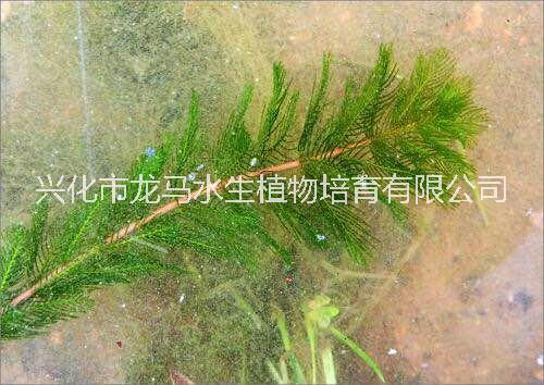 直销穗花狐尾藻 穗花狐尾藻供应商 穗花狐尾藻供销商 水生植物供应商 穗花狐尾藻种植基地