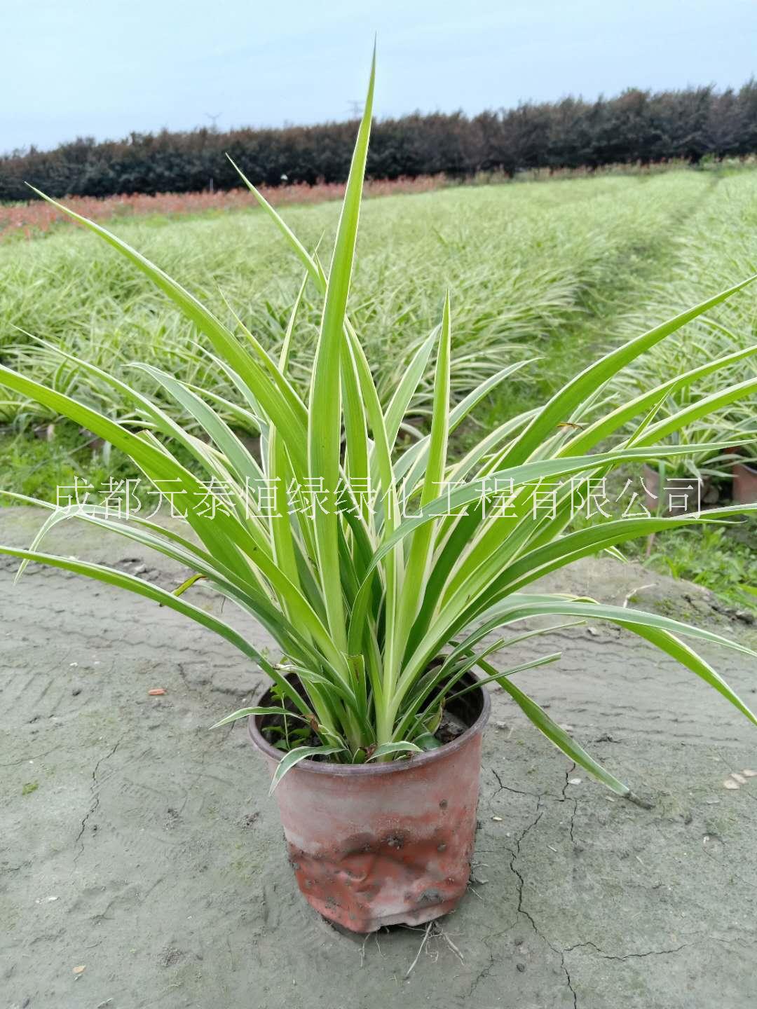 四川成都供应四川成都金边吊兰水生植物、地被苗木批发价格表