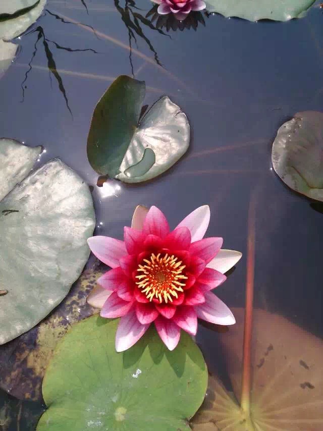 <-><->玖水莲合作社水生植物