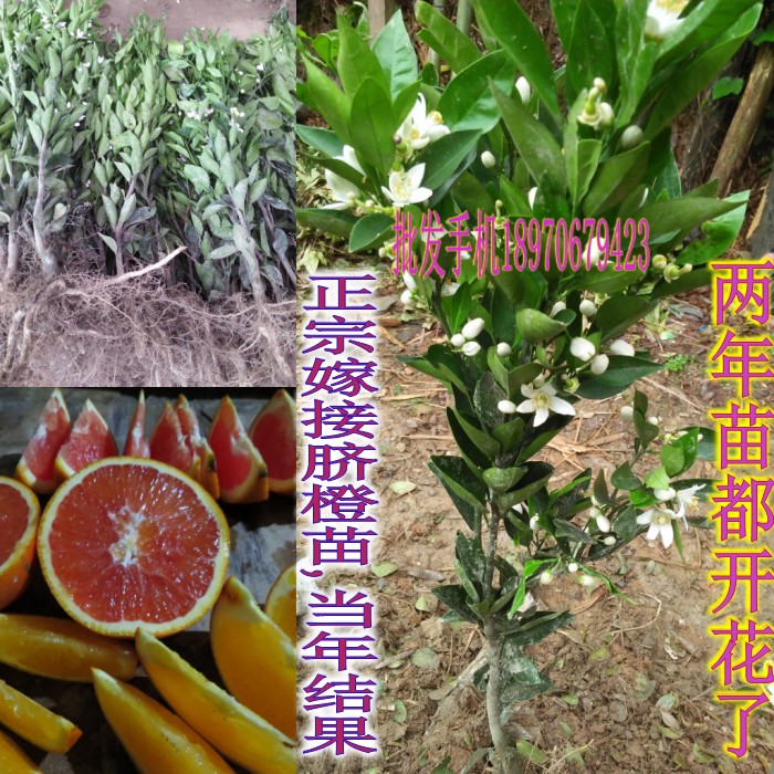 正宗嫁接赣南脐橙苗 夏橙 卡拉卡红肉脐橙苗 纽荷尔果树包邮