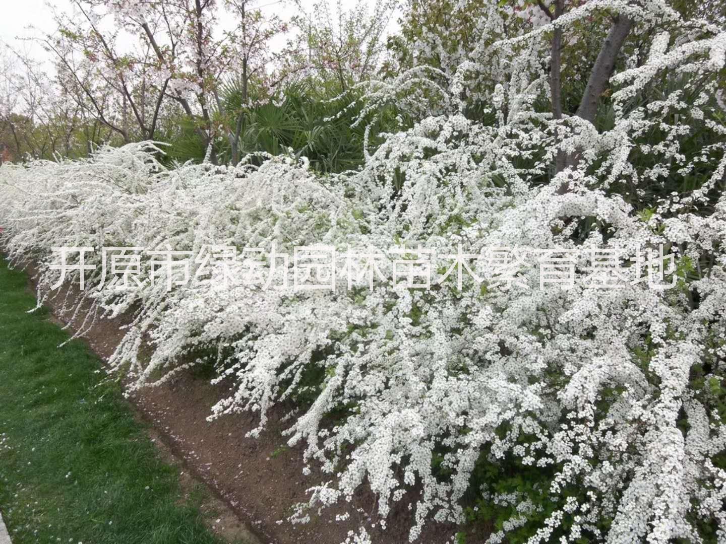 辽宁辽宁供应喷雪花苗基地直销喷雪花苗线叶绣线菊珍珠梅树苗喷雪花价格喷雪花树苗哪里卖