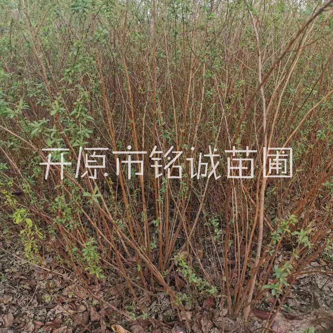 长期供应喷雪花苗厂家直销，辽宁优质喷雪花苗批发价，辽宁专业培育喷雪花苗种植基地