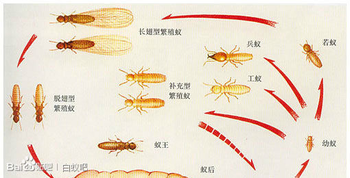 家有白蚁勿乱喷杀