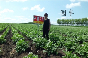 黑龙江齐齐哈尔原种初花期