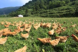 黑龙江绥化绥棱县金雨综合养殖场