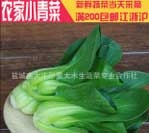 江苏大丰新鲜青菜