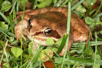 镜泊湖生物养殖